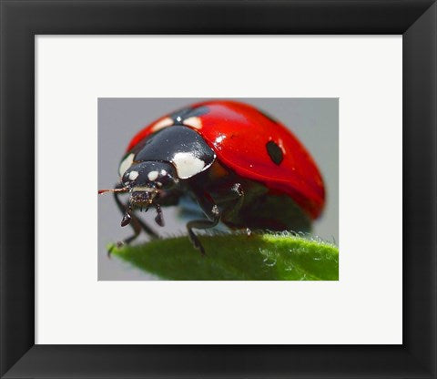 Framed Art Coccinelle Framed Art for your Home Wall Decor 18x24 Artwork