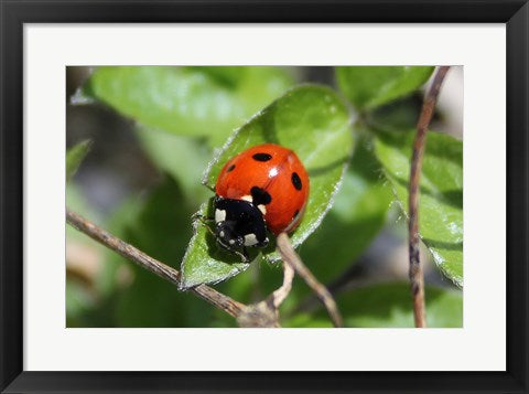 Framed Art Coccinellidae Framed Art for your Home Wall Decor 18x24 Artwork