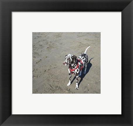Framed Art Dalmatian Castanhas Framed Art for your Home Wall Decor 18x24 Artwork