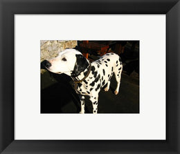 Dalmatian in Croatia