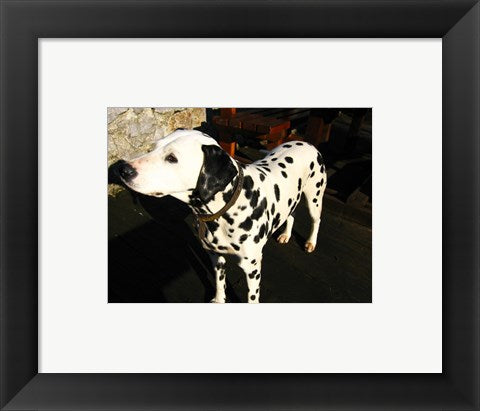 Framed Art Dalmatian in Croatia Framed Art for your Home Wall Decor 18x24 Artwork
