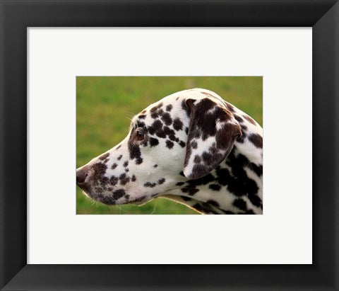 Framed Art Dalmatian Profile Framed Art for your Home Wall Decor 18x24 Artwork