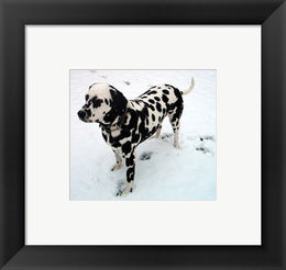 Dalmatian in Snow