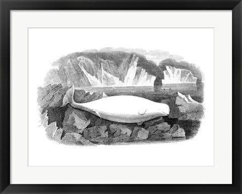 Framed Art Delphinapterus Leucas Framed Art for your Home Wall Decor 18x24 Artwork