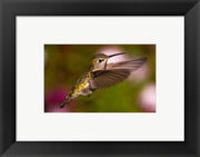 Framed Art Fem Anna's Hummingbird Framed Art for your Home Wall Decor 18x24 Artwork