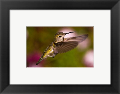 Framed Art Fem Anna's Hummingbird Framed Art for your Home Wall Decor 18x24 Artwork