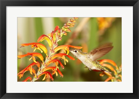 Framed Art Female Anna's Hummingbird Feeding Wall Decor 18x24 Artwork