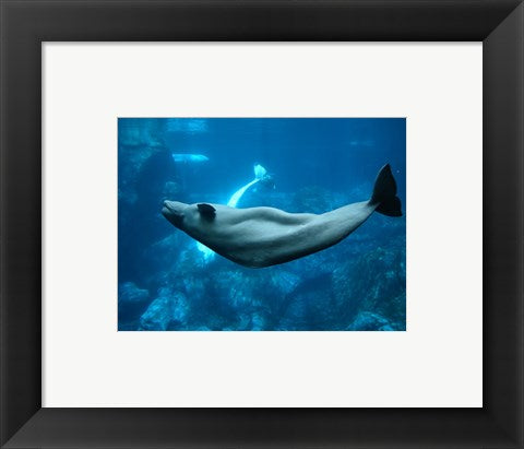 Framed Art Beluga Framed Art for your Home Wall Decor 18x24 Artwork