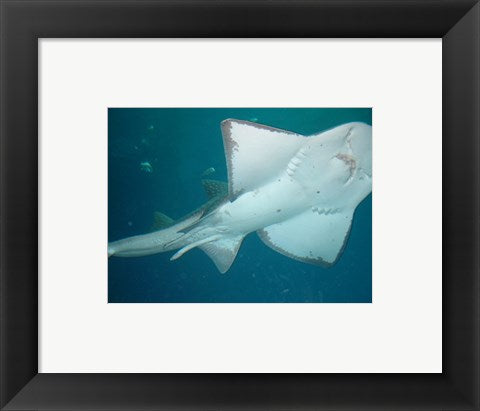 Framed Art Shark Overhead Wall Decor 18x24 Artwork