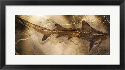 Framed Art Galeorhinus Cuvieri Wall Decor 18x24 Artwork