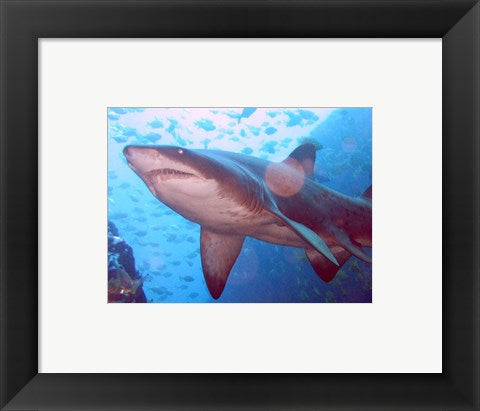 Framed Art Grey Nurse Shark at Fish Rock Cave Wall Decor 18x24 Artwork