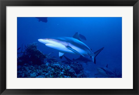 Framed Art Grey Shark Wall Decor 18x24 Artwork