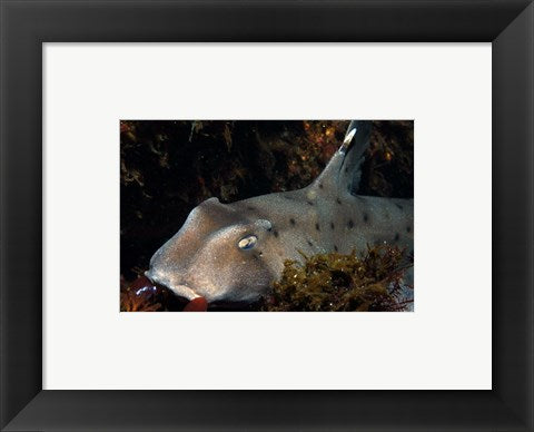 Framed Art Heterodontus Francisci Wall Decor 18x24 Artwork