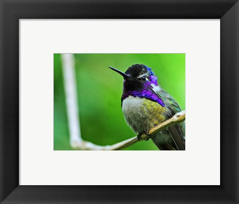 Framed Art Hummingbird I Wall Decor 18x24 Artwork