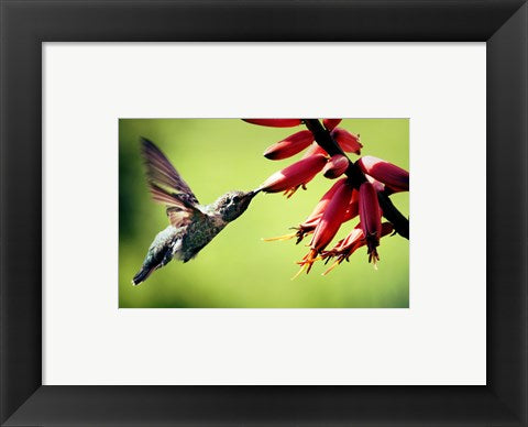 Framed Art Hummingbird Canon Wall Decor 18x24 Artwork