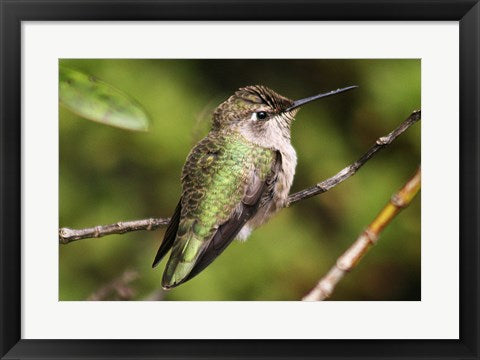 Framed Art Hummingbird II Wall Decor 18x24 Artwork