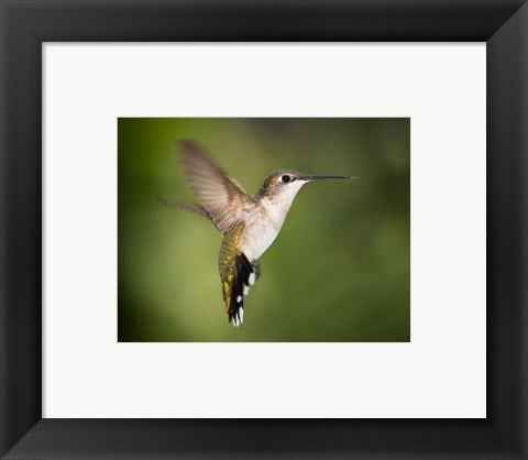 Framed Art Hummingbird Texas Wall Decor 18x24 Artwork