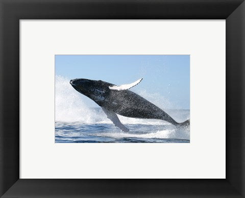 Framed Art Humpback Whale Jumping Wall Decor 18x24 Artwork