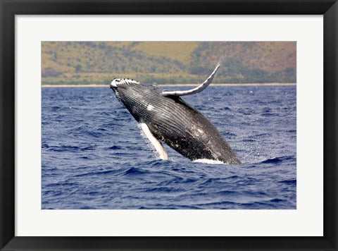 Framed Art Humpback Whale Leaping Wall Decor 18x24 Artwork