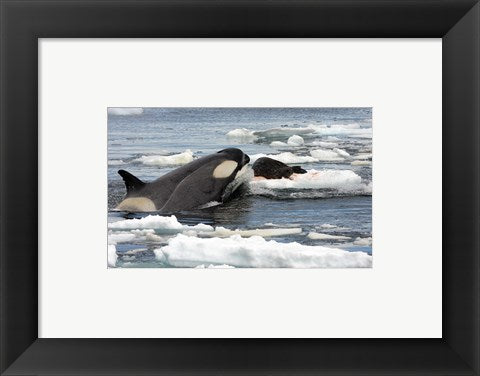 Framed Art Killer Whale Type B Wall Decor 18x24 Artwork