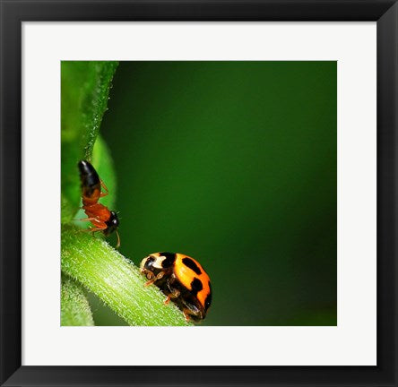Framed Art Ladybug and Friend Wall Decor 18x24 Artwork
