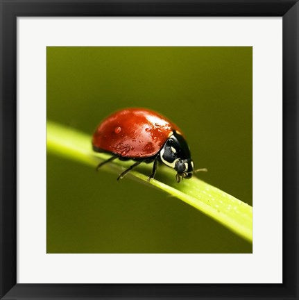 Framed Art Ladybug On Blade Of Grass Wall Decor 18x24 Artwork