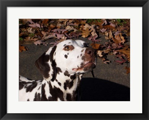 Framed Art Dalmatian Framed Art for your Home Wall Decor 18x24 Artwork