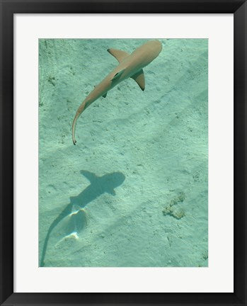 Framed Art Maldives Blacktip Reef Shark, Carcharhinus Melanopterus Wall Decor 18x24 Artwork