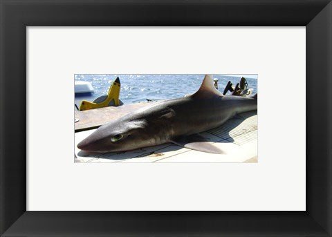 Framed Art Mustelus Canis Wall Decor 18x24 Artwork