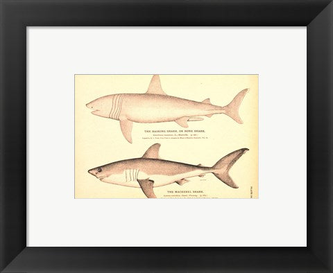 Framed Art Porbeagle Basking Shark Drawing Wall Decor 18x24 Artwork