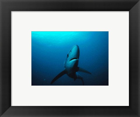 Framed Art Prionace Glauca Wall Decor 18x24 Artwork