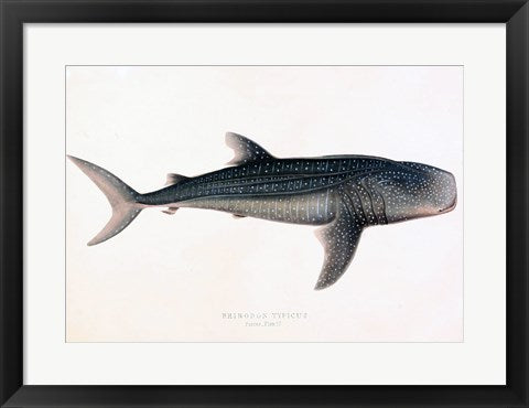 Framed Art Rhinodon Typicus Wall Decor 18x24 Artwork
