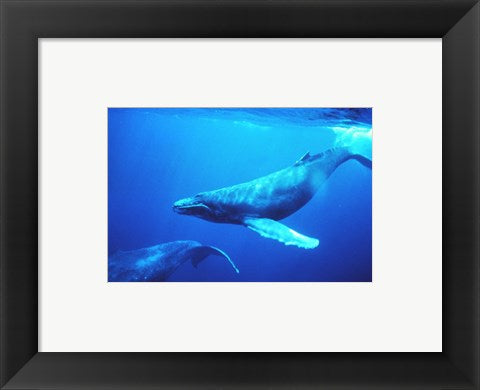 Framed Art Humpback whales in the singing position Wall Decor 18x24 Artwork