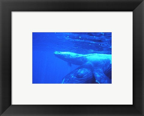 Framed Art Humpback whale mother and calf Wall Decor 18x24 Artwork