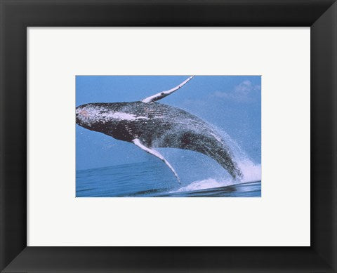 Framed Art Humpback whale breaching Wall Decor 18x24 Artwork