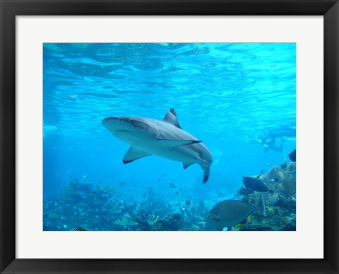 Framed Art Shark Underwater Wall Decor 18x24 Artwork