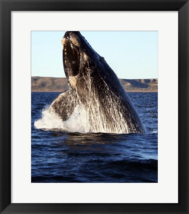 Framed Art Southern right whale Wall Decor 18x24 Artwork