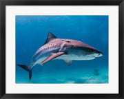 Tiger Shark