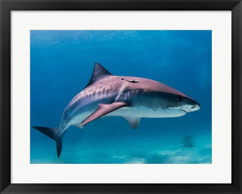 Tiger Shark