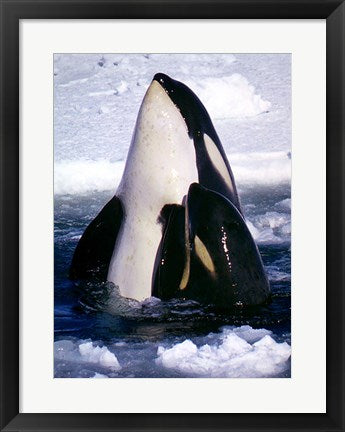 Framed Art Type C Orcas Wall Decor 18x24 Artwork