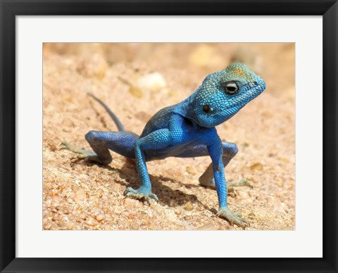 Framed Art Agama Sinaita ST 10 Framed Art for your Home Wall Decor 18x24 Artwork