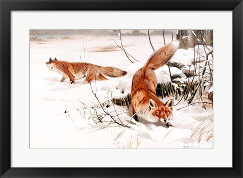 Framed Art Common Foxes in the Snow Wall Decor 18x24 Artwork