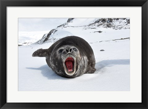 Framed Art Mirounga Leonina Wall Decor 18x24 Artwork