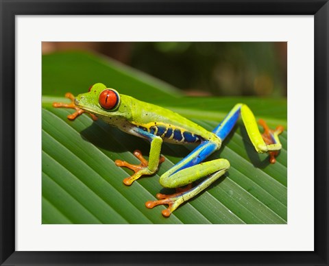 Framed Art Red Eyed Tree Frog Wall Decor 18x24 Artwork