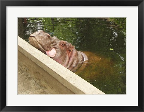 Framed Art Hipopotam - Warszawskie Zoo Wall Decor 18x24 Artwork
