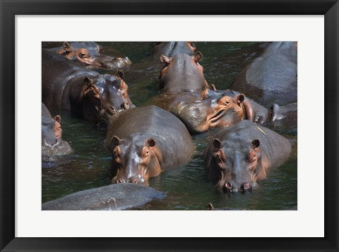 Framed Art Hippo Pod Wall Decor 18x24 Artwork