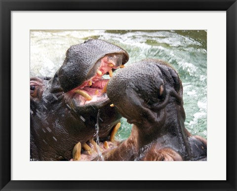 Framed Art Hippopotamus at Barcelona Zoo Wall Decor 18x24 Artwork