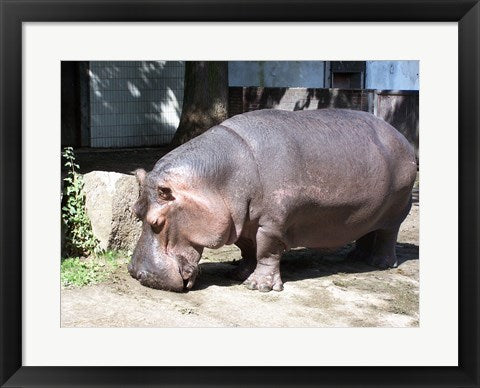 Framed Art Hroch Obojzivelny Wall Decor 18x24 Artwork