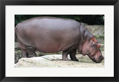 Framed Art Nijlpaard Wall Decor 18x24 Artwork