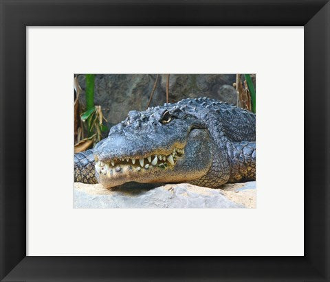 Framed Art Alligator Mississippiensis Wall Decor 18x24 Artwork